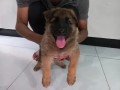 german-shepherd-sable-male-pup-small-1