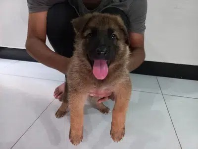 german-shepherd-sable-male-pup-big-1